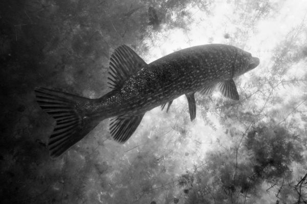 Brochet  Esox lucius